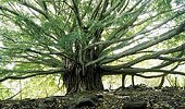 Indian National tree - Banyan