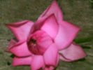 Indian National flower - Lotus
