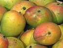Indian National fruit - Mango