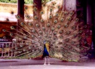 Indian National bird - Peacock