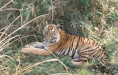 Indian National animal - Tiger