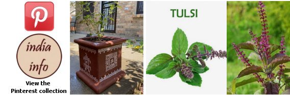 Tulsi plant or Holy basil - Pinterest collection